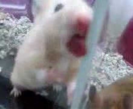 hamster videos xxx